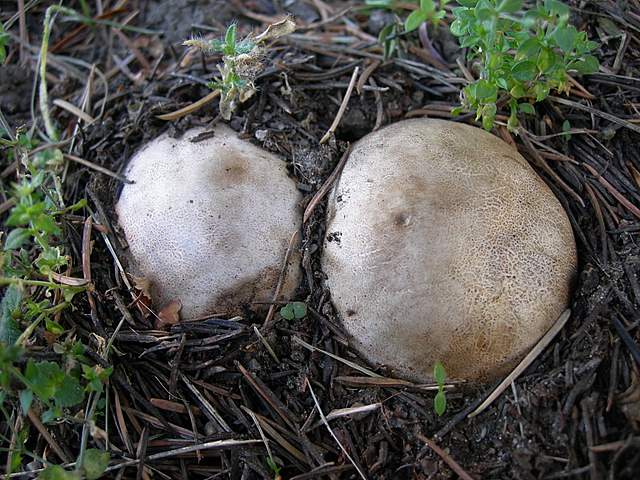 Funghi degli areali esposti